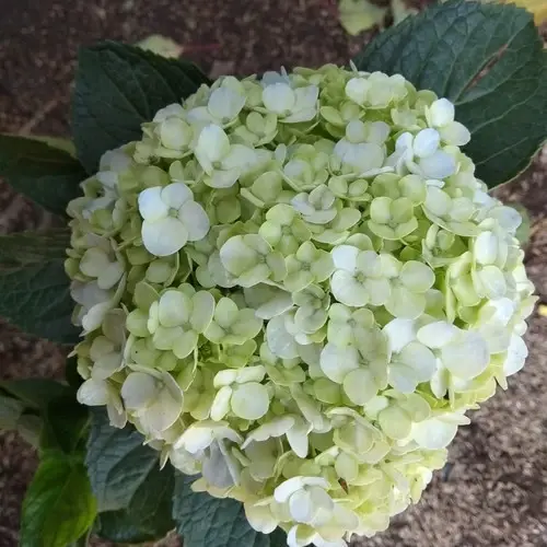 hortensia flower supplier