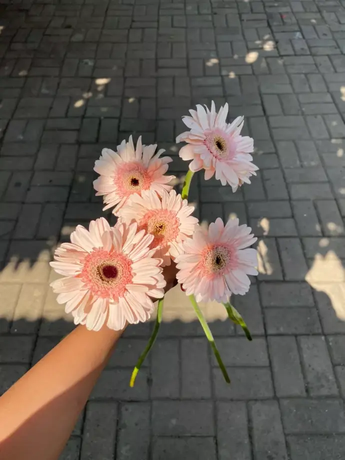 garbera pink