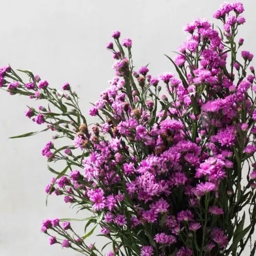 pikok peacock flower