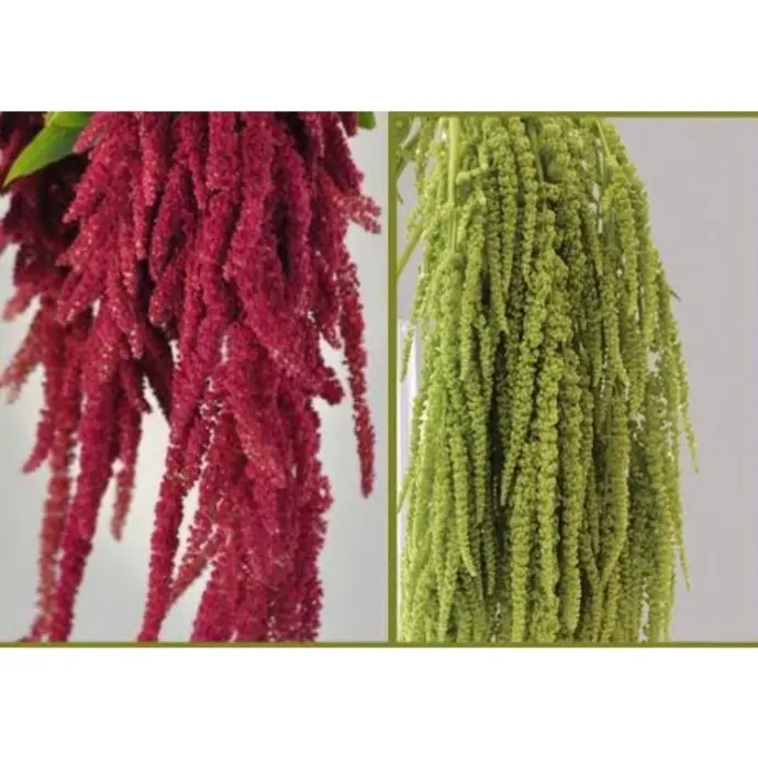 bunga amaranthus shopee