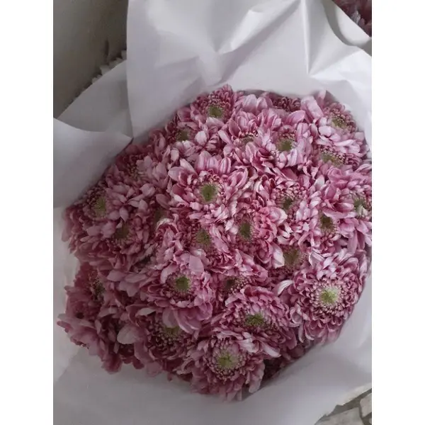 Krisan Putih, Pink Muda, Kuning bunga krisan bandung
