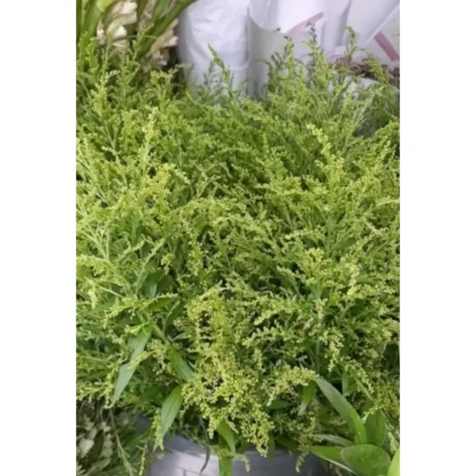 solidago