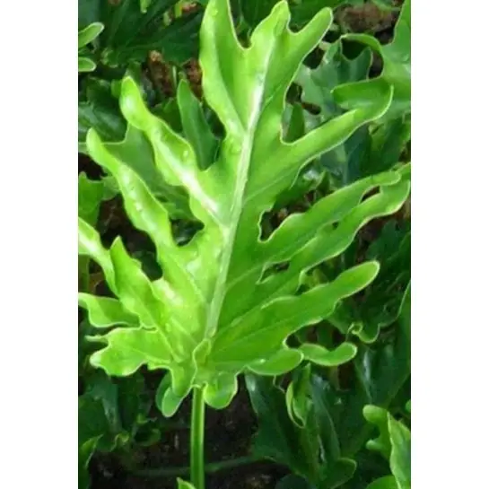 phillodendron