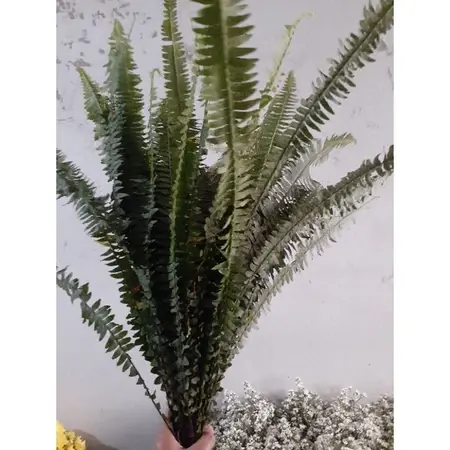 pakis sisir grosir bunga