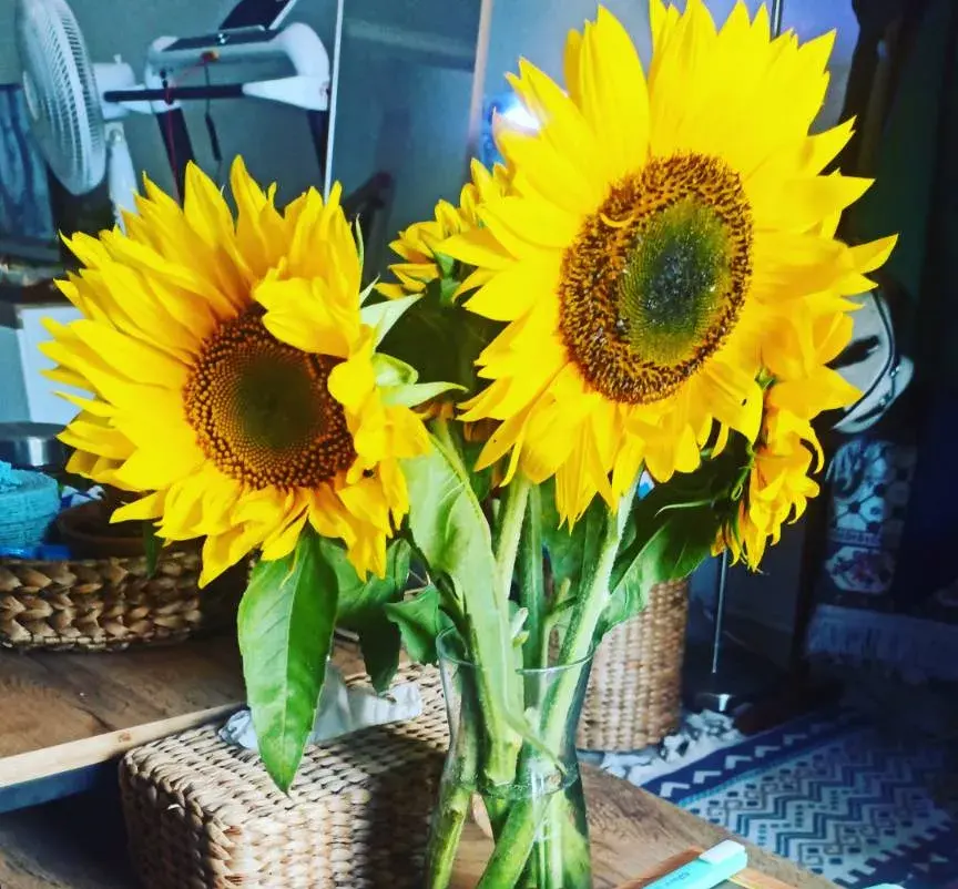 sun flower murah