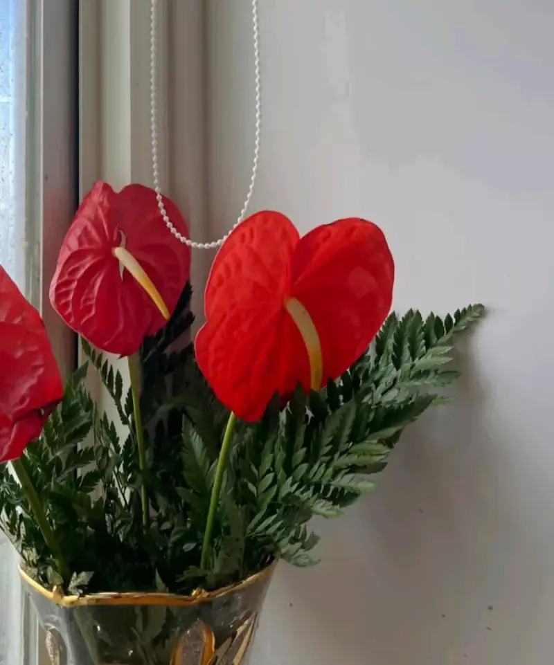 anthurium merah import