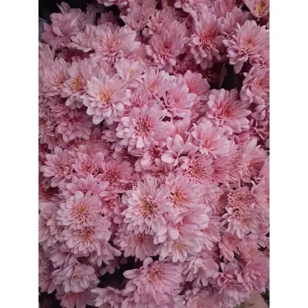 aster euro baby pink