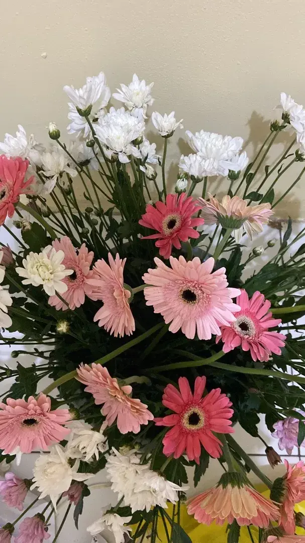 aster supplier bunga