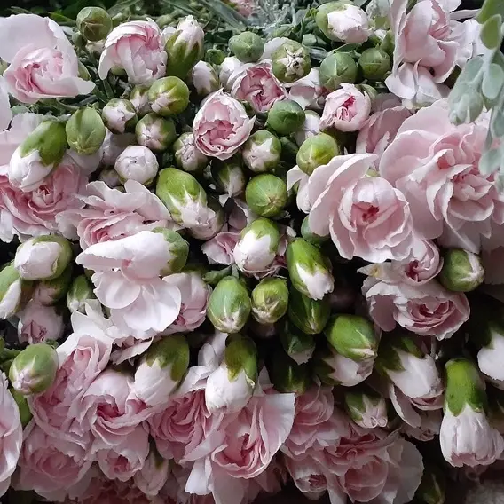 carnation flower