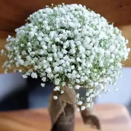 baby breath