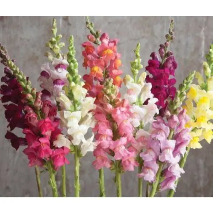 bunga snapdragon bandung