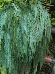 cemara juntai