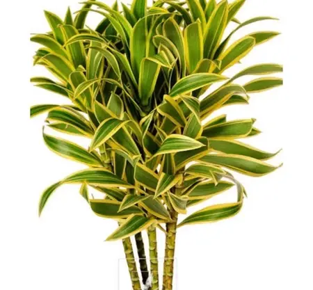 daun song of india